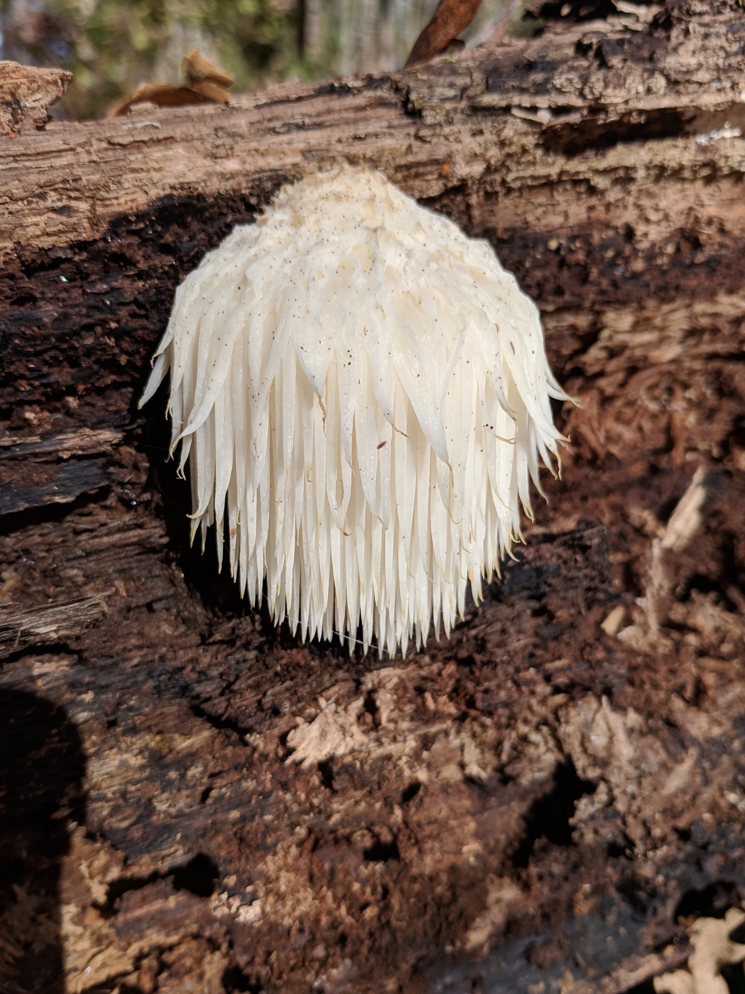 Champignons : identification, écologie et initiation à la production